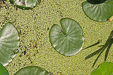 落入歧途的总是狗狗！超惊艳解谜游戏首次亮相